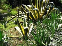 130 Ile de Batz Jardin Georges Delaselle_000031